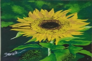 گل آفتابگردان 